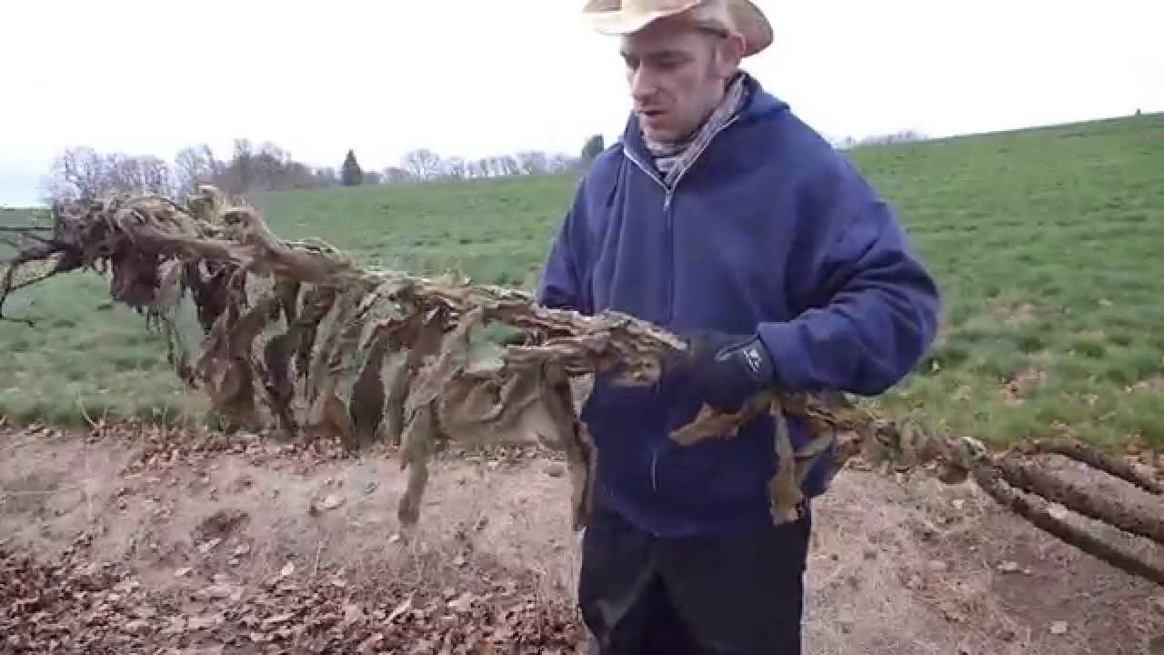 Make a Mullein Walking Stick -- Part 1