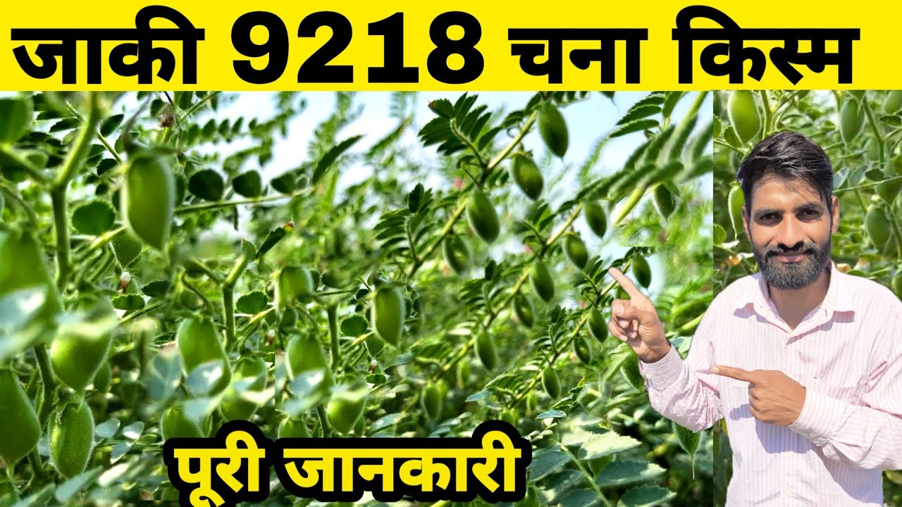 जाकी 9218 चना की संपूर्ण जानकारी | Jaki 9218 Chana | Chane ki kheti kaise kare | Chana ki kheti |