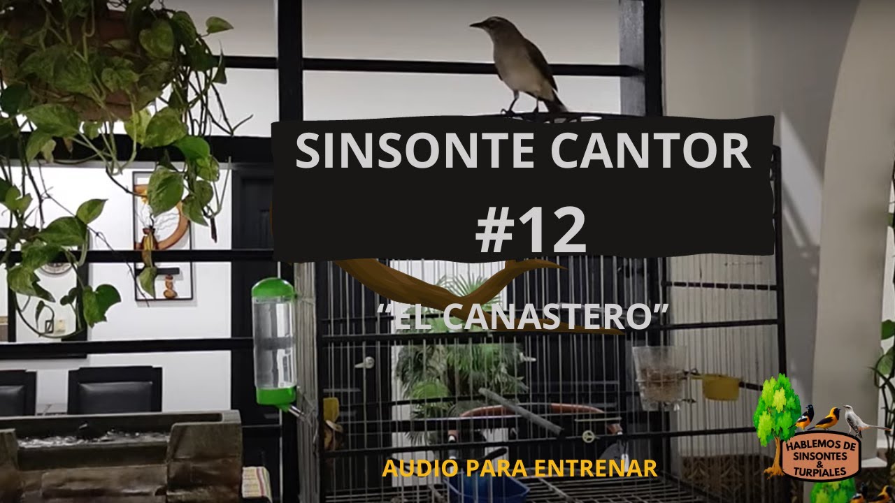 SINSONTE / CENZONTLE CANTOR #12. VÍDEO PARA ENSEÑARLE A CANTAR LINDAS MELODÍAS A TU SINSONTE.
