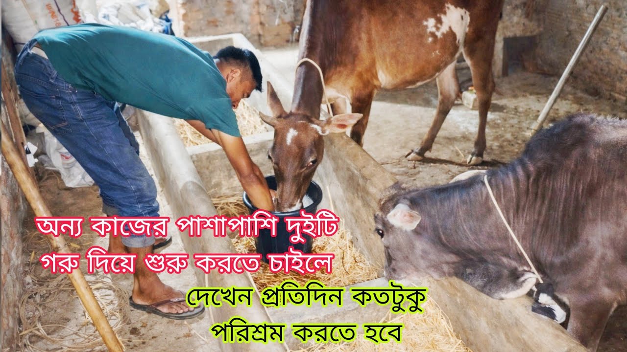 অন্য কাজের পাশাপাশি দুইটি গরু দিয়ে খামার শুরু করলে কতটুকু শ্রম দিতে হয় দেখেন||Success with farming