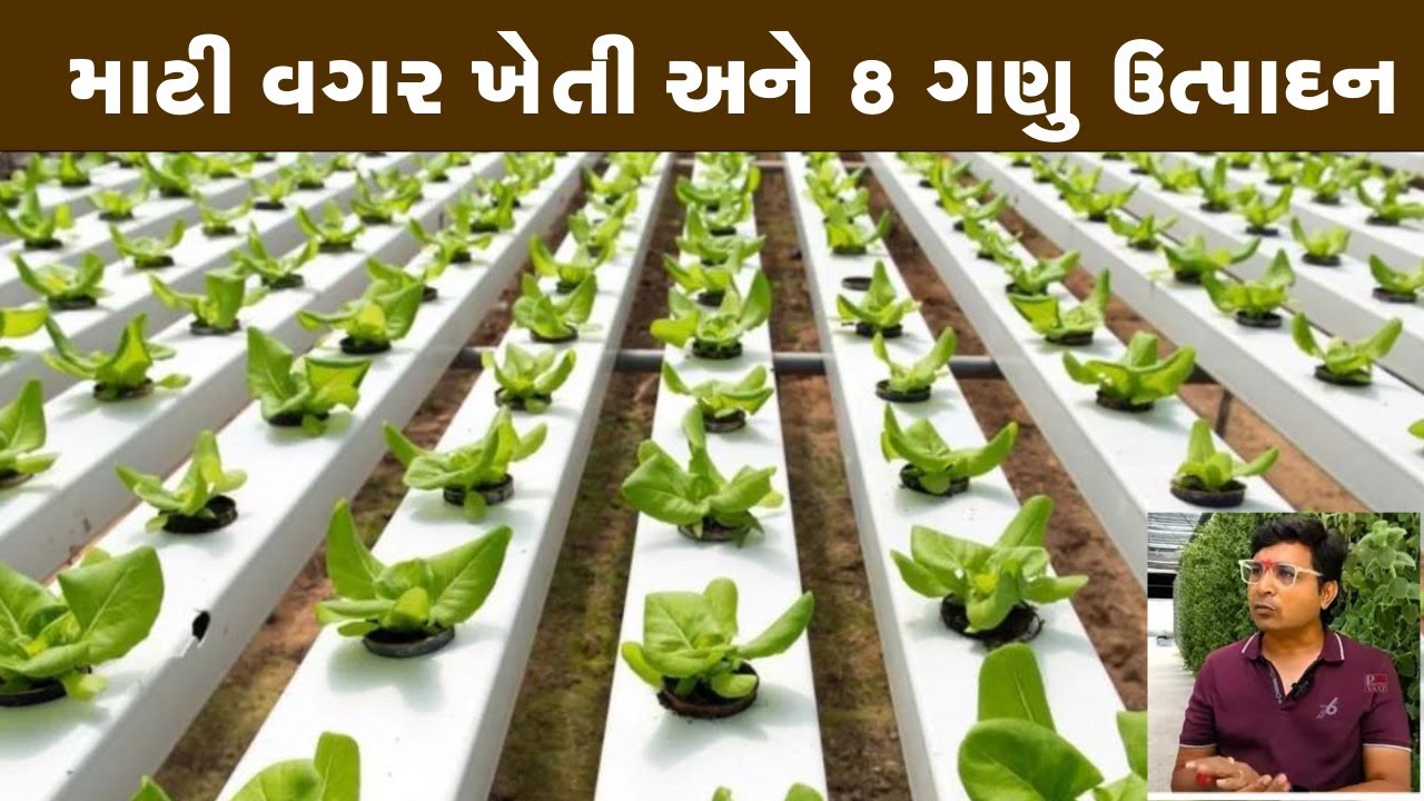 13 વર્ષથી હું માટી વગરની ખેતી કરૂ છું llના દવાની જરૂર ના ખાતરની ll હું 8 ગણું વધુ ઉત્પાદન મેળવું છું