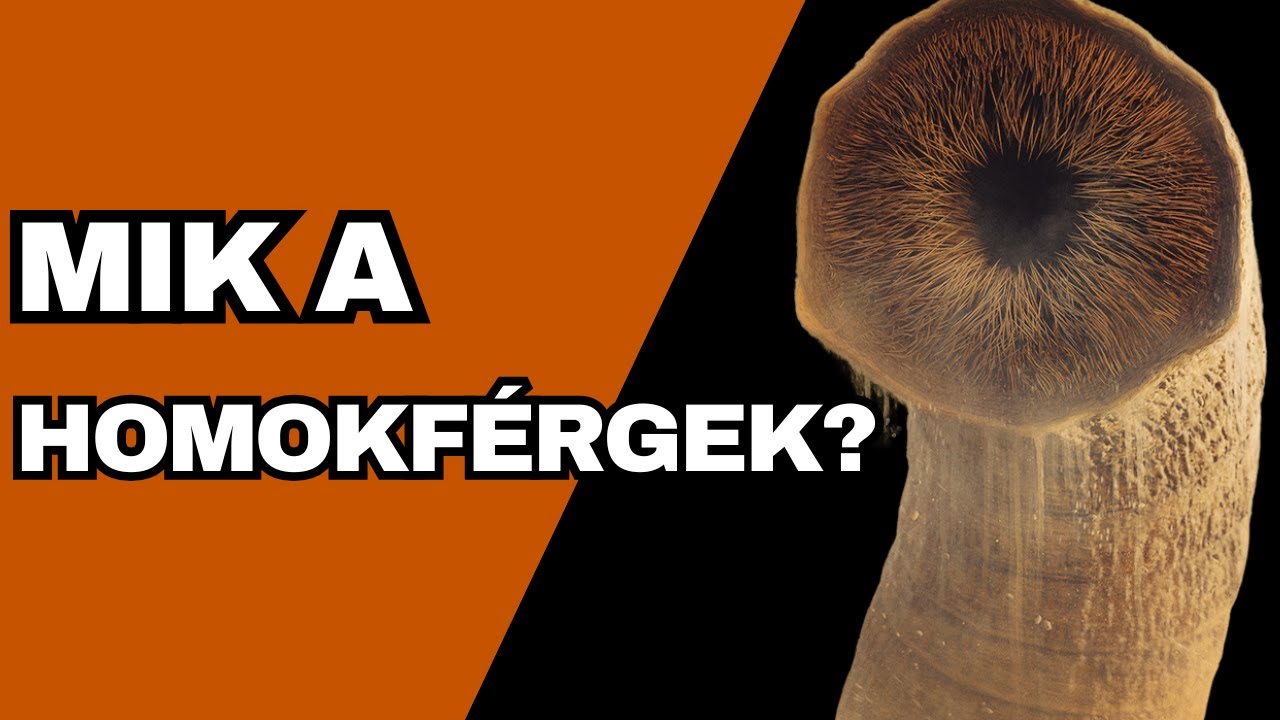 A Dűne 🏜️ | Mit tudunk a homokf&eacute;rgekről? 🤔🐍