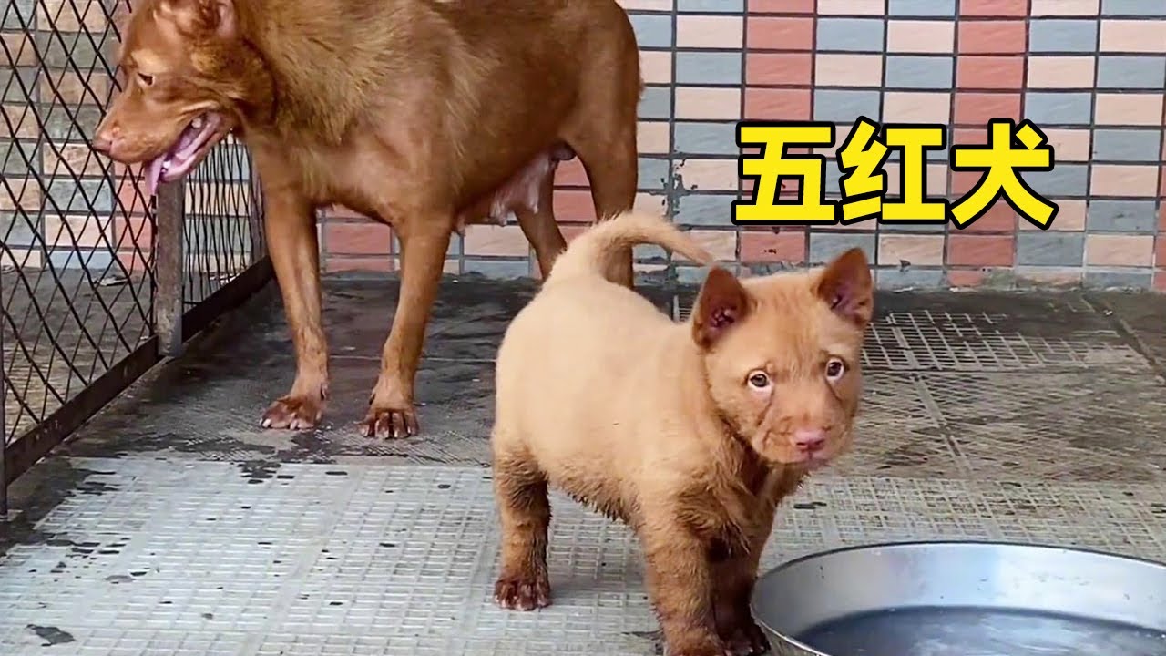 这条五红小狗，成年之后，必定威武霸气！ #五红犬#中华田园犬 #田园犬#梁风有信