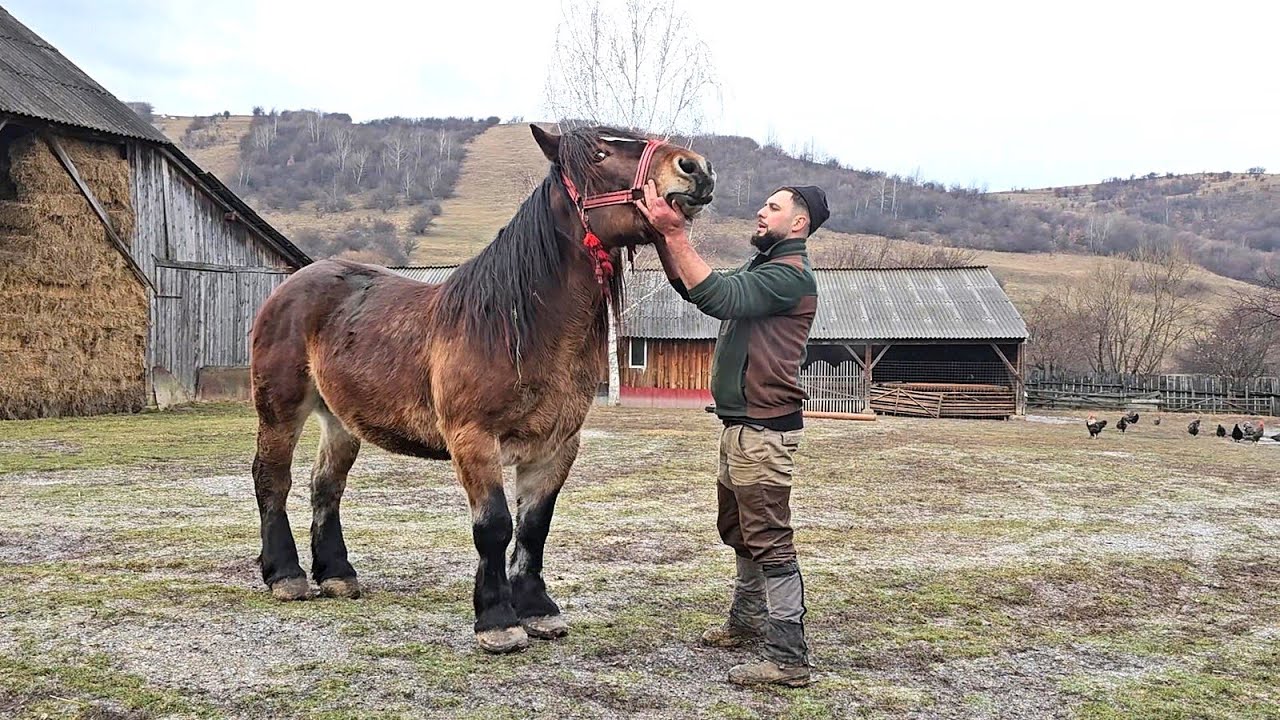 UN OM GOSPODAR,CRESTE OI SI VACI.RADU MANDRUT DE LA TARLUNGENI NE PREZINTA ANIMALELE.