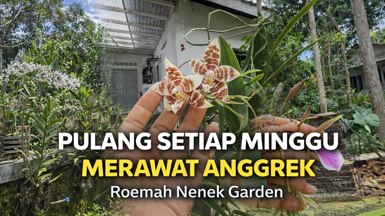 Pulang Setiap Minggu Demi Anggrek | Cerita Roemah Nenek Garden