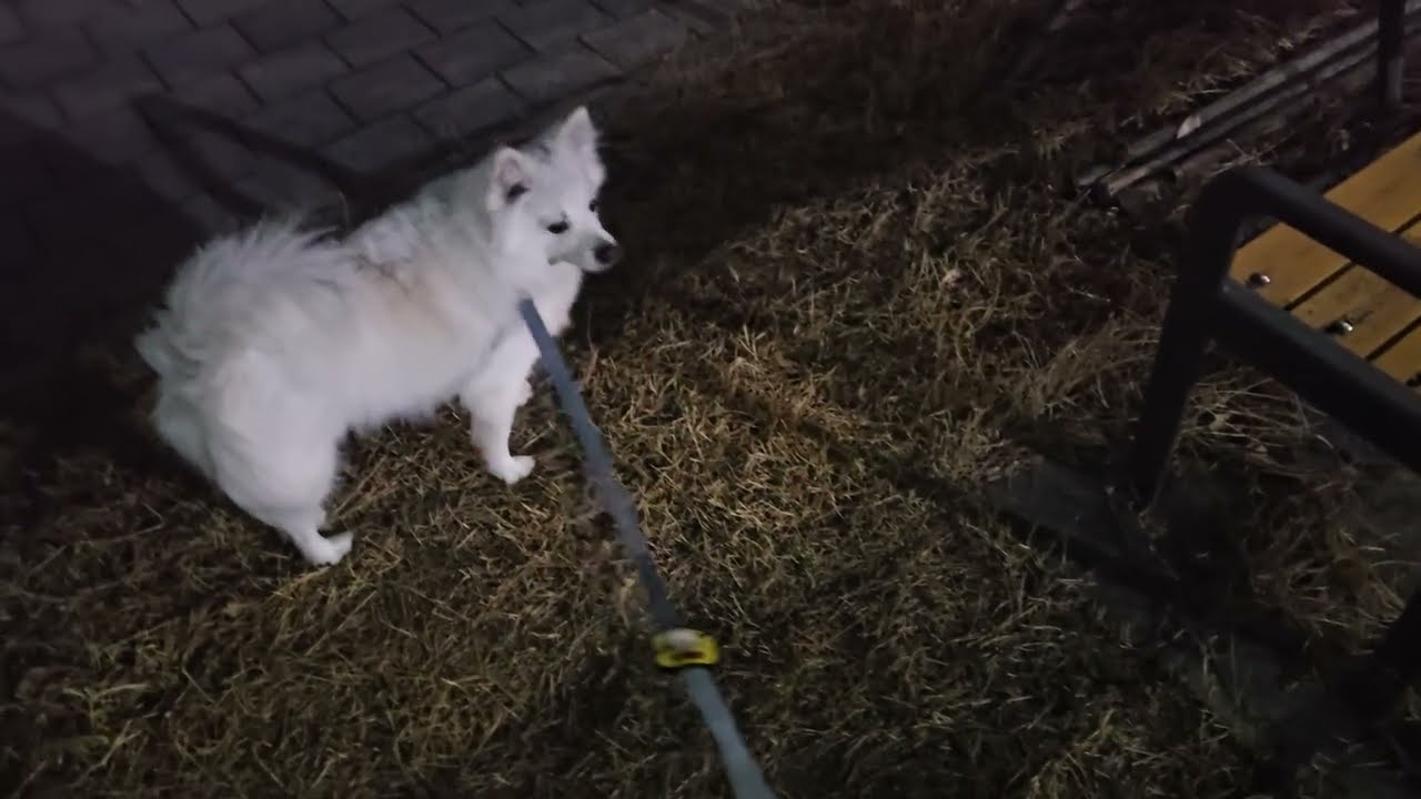 황사때문에 늦은 산책