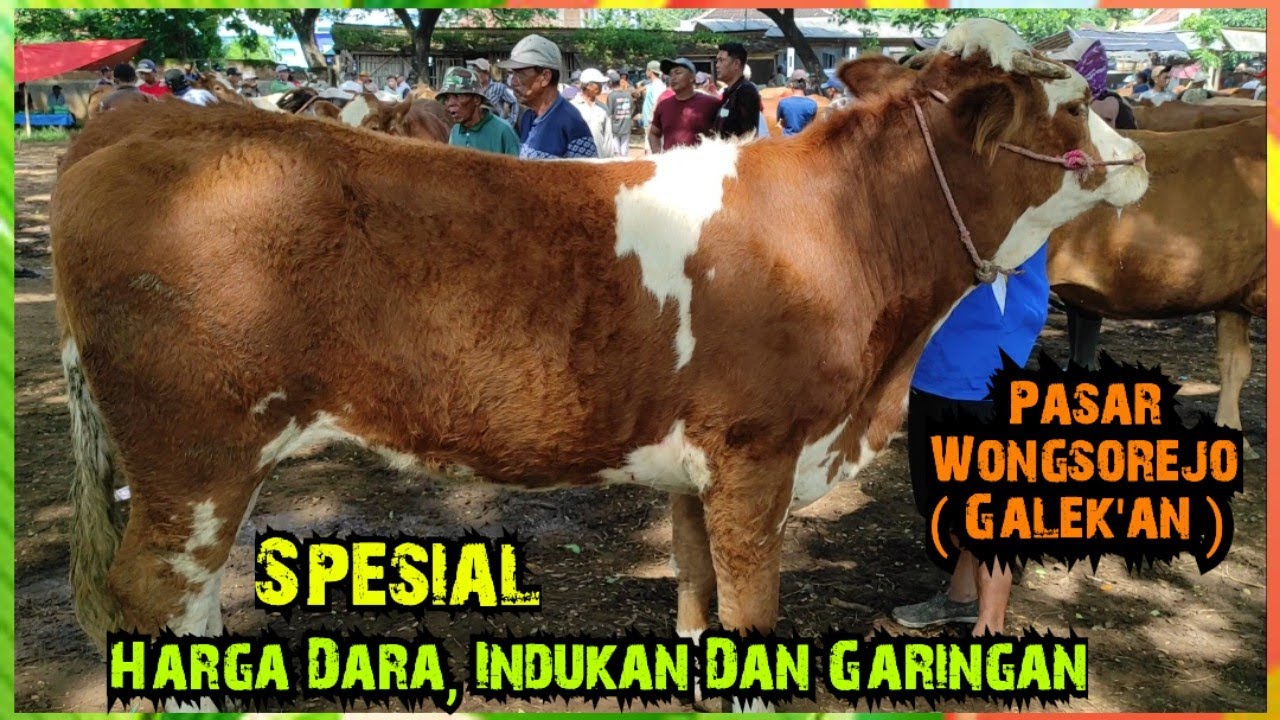 Spesial Harga Dara , Indukan Dan Garingan Pasar Wongsorejo Galek'an Banyuwangi Jawa Timur
