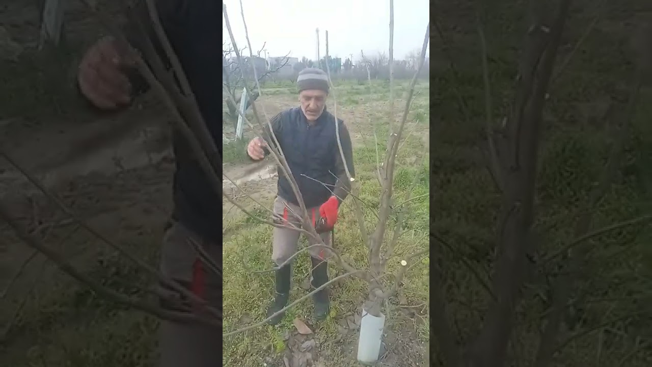 yalova altınova sa 3 yaşında hurma şekil budamı....