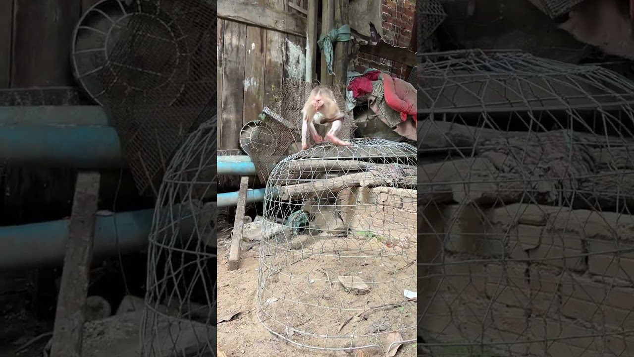 Minea Huq Her Baby #monkey #babymonkey #cute