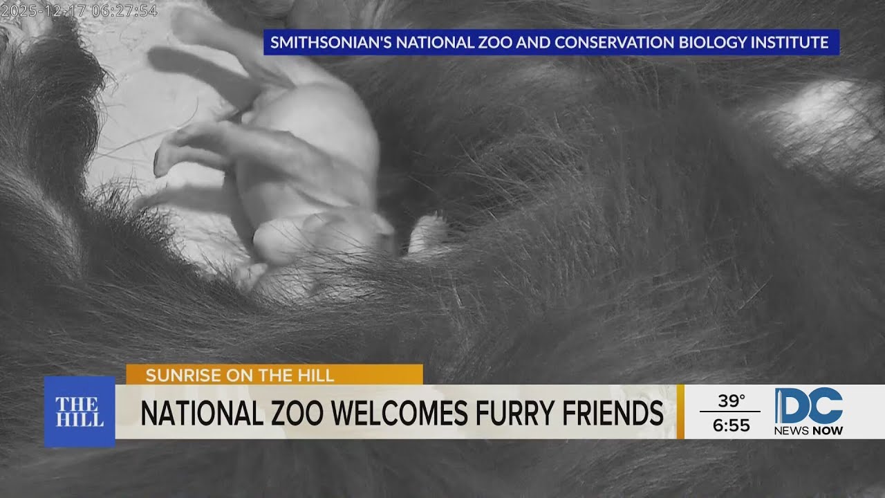 Smithsonian National Zoo welcomes two sloth bear cubs