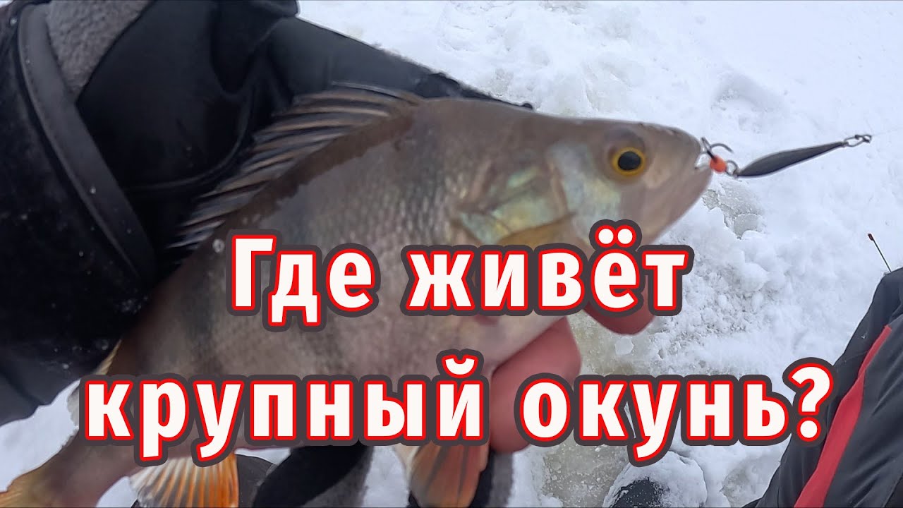 Рыбалка на окуня зимой! Где живёт крупный окунь?