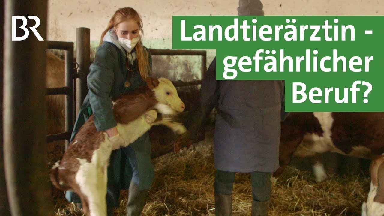 Pferdetritt, aggressive Mutterkuh &ndash; Unterwegs mit der Landtier&auml;rztin #Beruf | Unser Land | BR