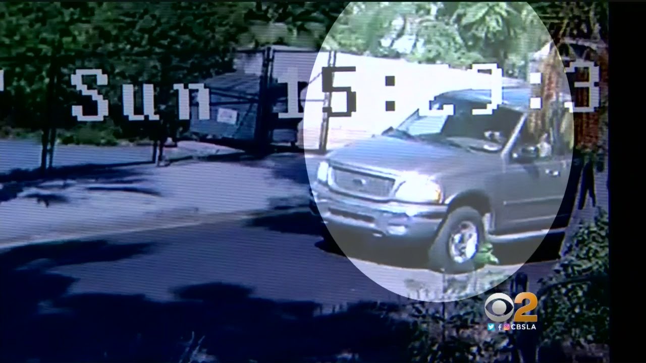 Stray Dogs Chase Bicyclist Into Pickup Truck