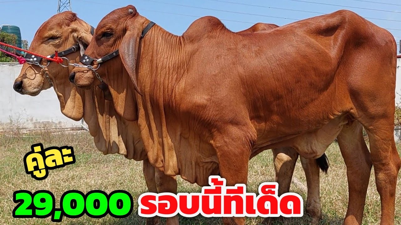 รอบนี้ทีเด็ด‼️คู่ละ 29,000 เด็ดกว่าทุกครั้ง แบบนี้มีเท่าไหร่ก็ไม่เหลือ | 4 มี.ค.69 | ฮ้อยดิวมาใหม่