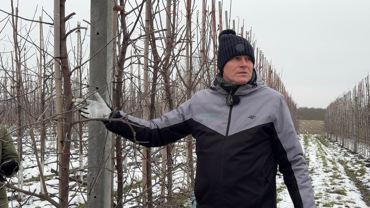Cięcie zimowe jabłoni 2025 [Gala] - Robert Binkiewicz