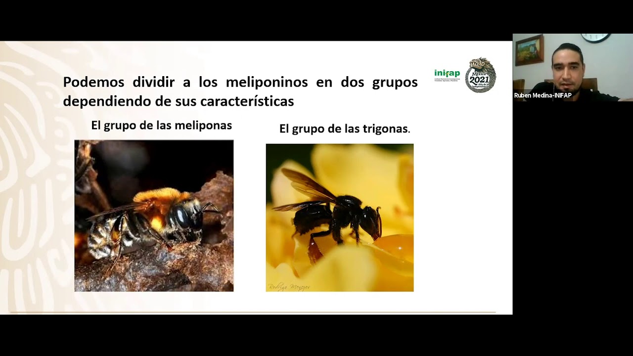 Meliponicultura en la Península de Yucatán