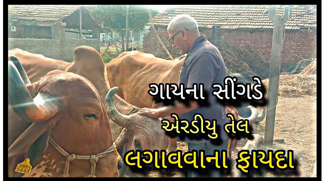 ગાયના સીંગડા તેલ લગાવવાના ફાયદા