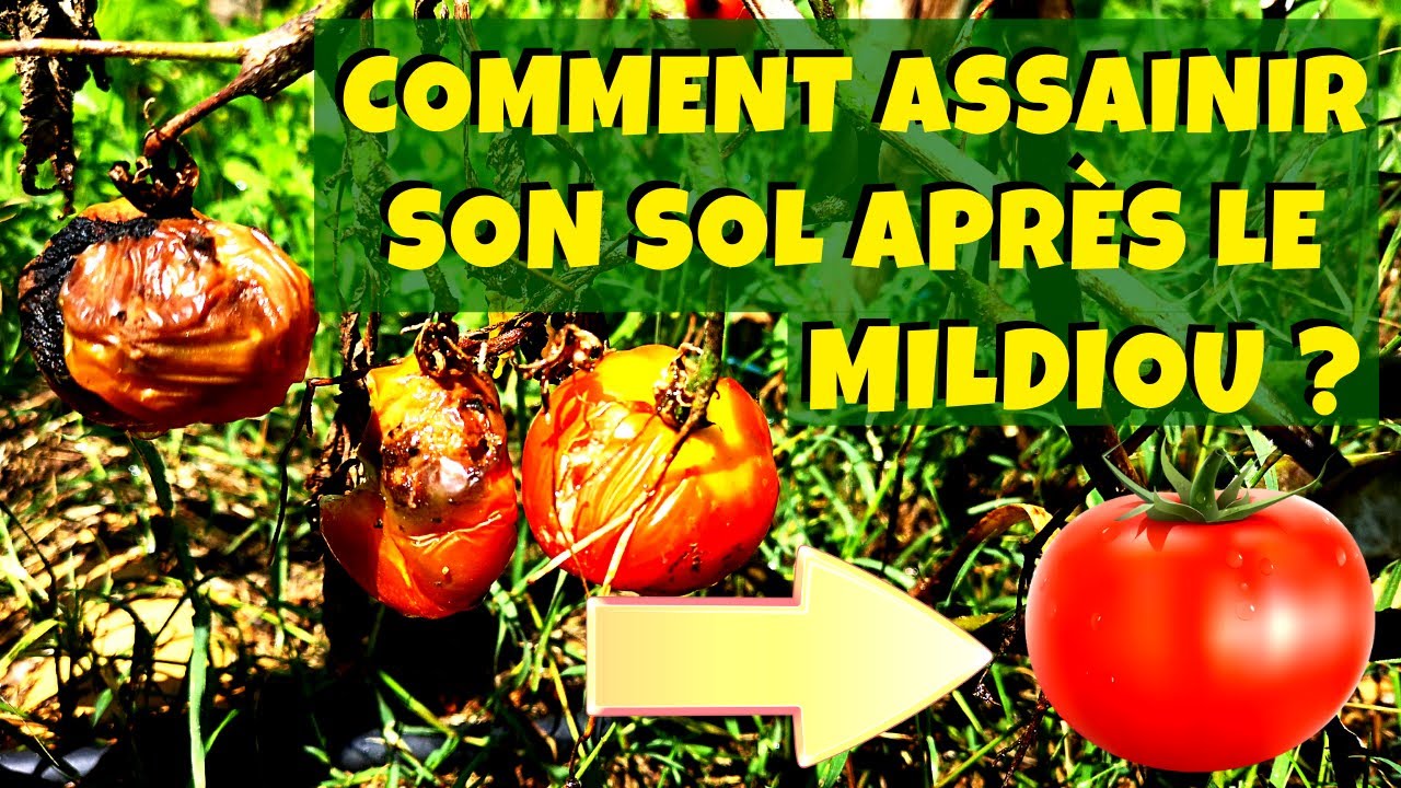 Mildiou : comment assainir son sol pour éviter qu'il revienne ?