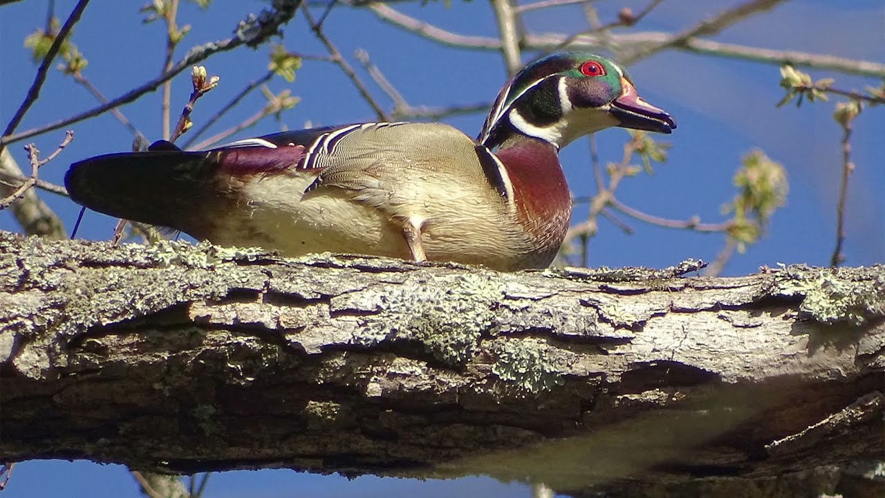 Wood Ducks Looking for Love in High Places with the Sony DSC HX400V