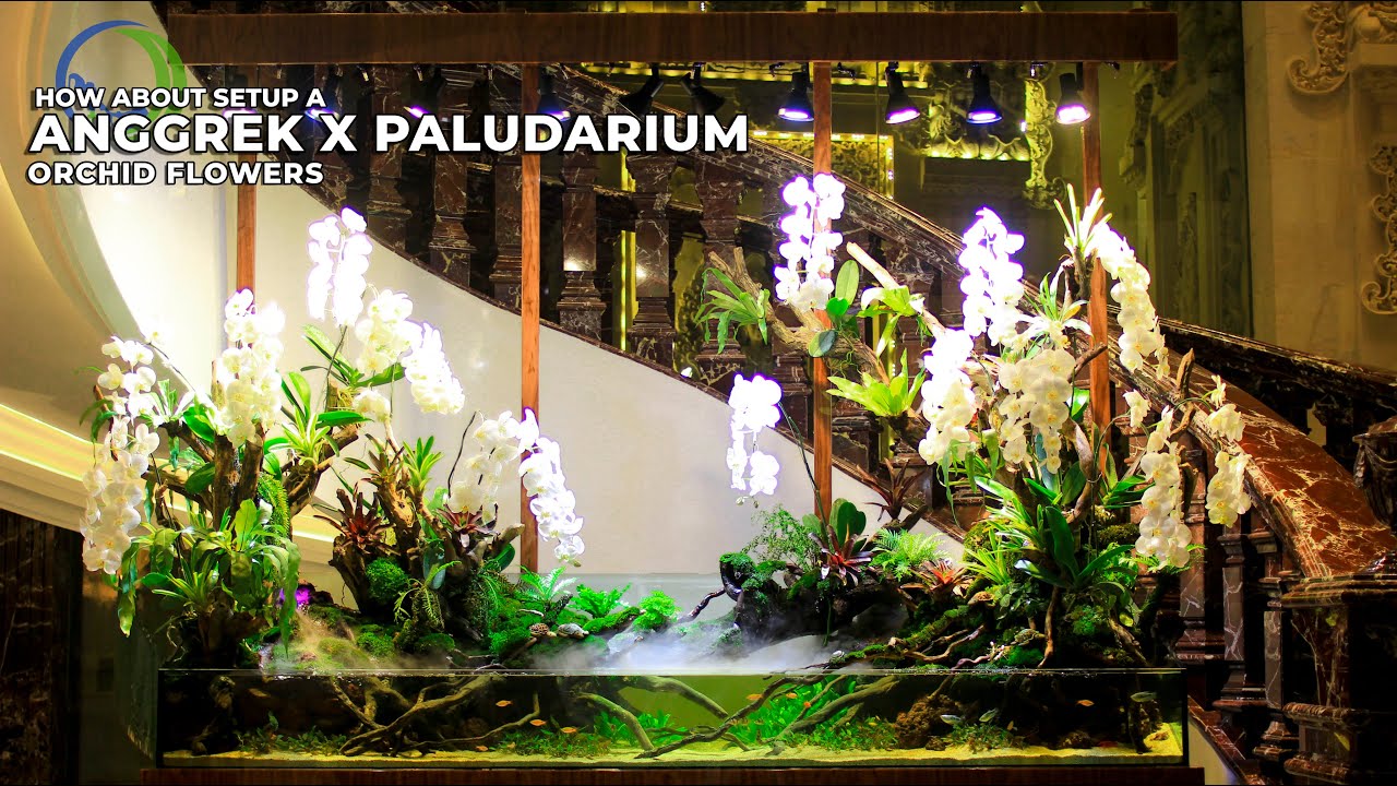 PALUDARIUM X ORCHID FLOWER || Part I