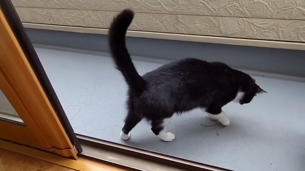 ベランダ日和　11