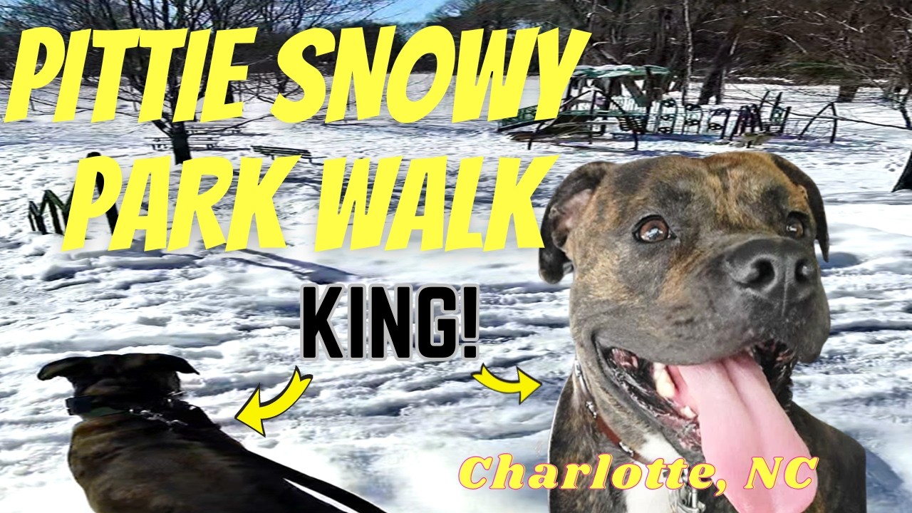 Easy Dog Walk in the New Snow | Fitness