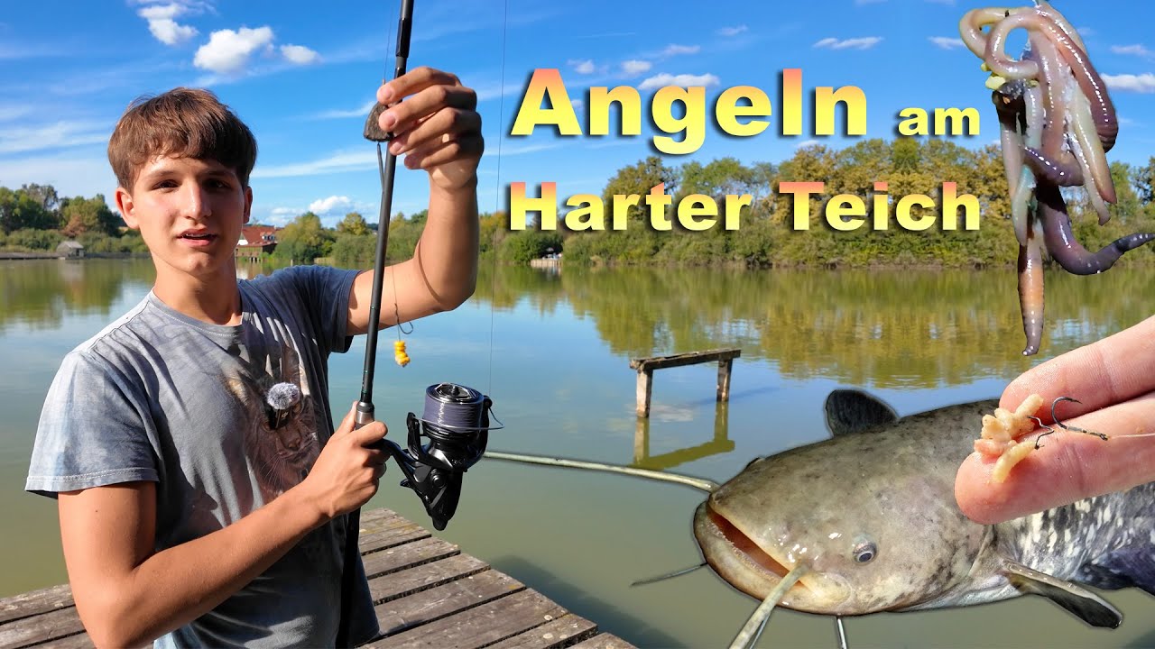 Angeln auf Karpfen, Wels und andere Fische am Harter Teich mit verschiedenen K&ouml;dern und Montagen