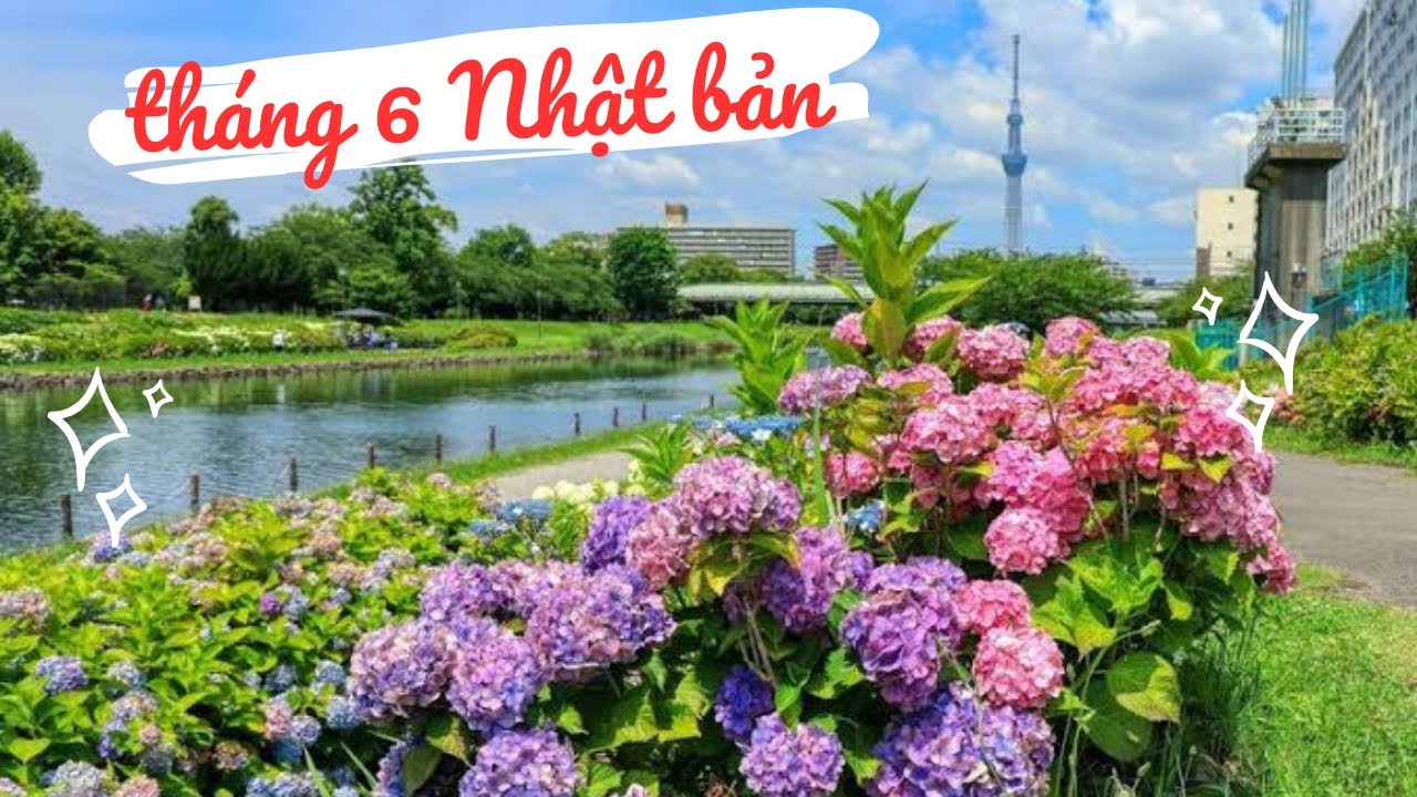 🇯🇵DU LỊCH NHẬT BẢN THÁNG 6 : ngắm hoa cẩm Tú cầu bên sông sumida Tokyo 