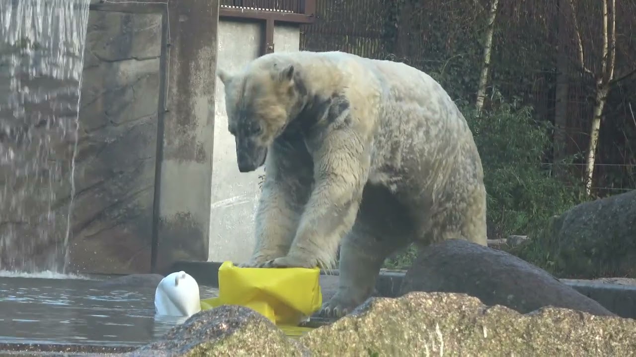 P 4 KARA ABSCHIED VOM ZOO MULHOUSE