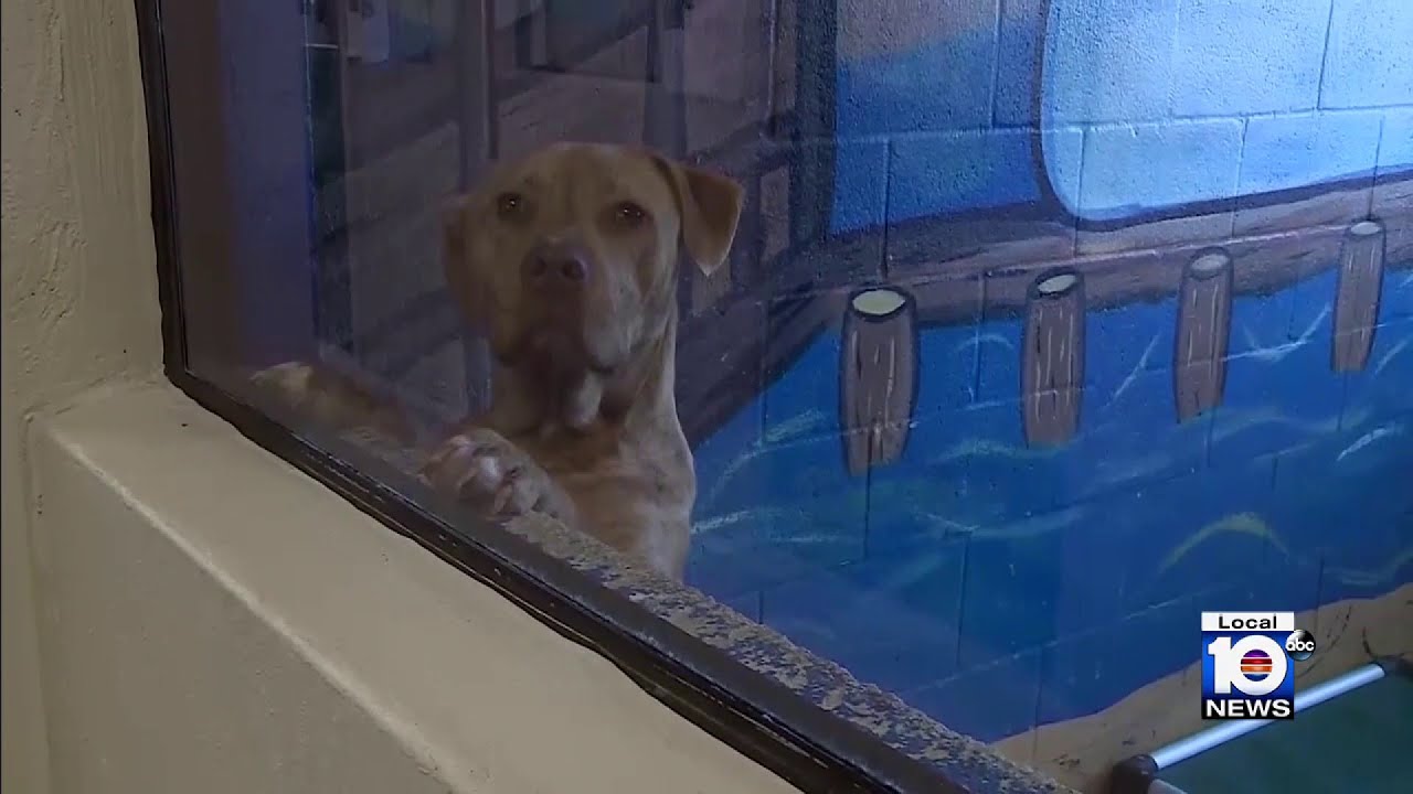 State law to invalidate pit bull ban in Miami-Dade