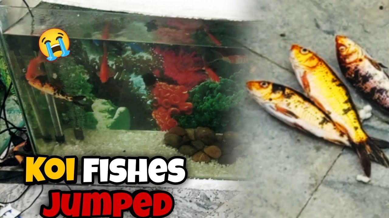 Koi Fishes Jumped out of the Tank😭┃All Molly Fish Babies Died 😭😱┃AUA Niazi