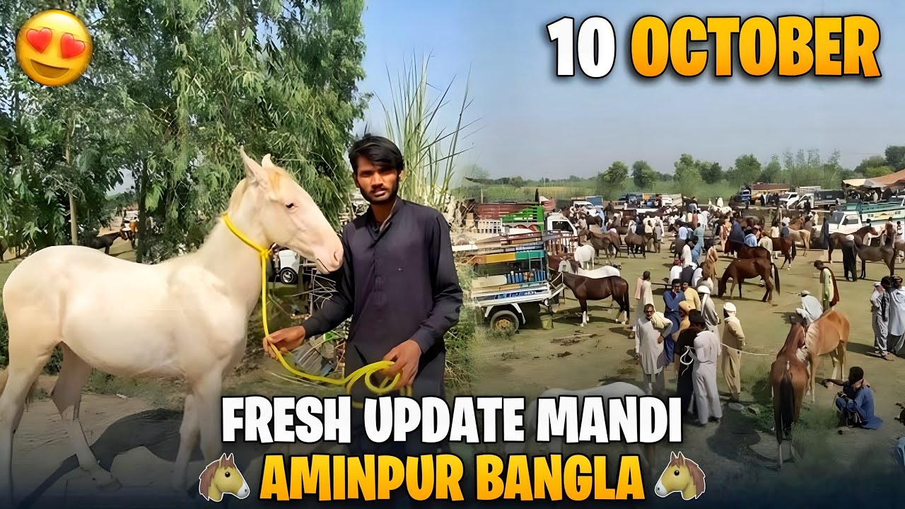 Fresh update Mandi Aminpur Bangla 🐴❤️ || 10 October 2025 || Desi Horse Breed in Pakistan 🇵🇰 