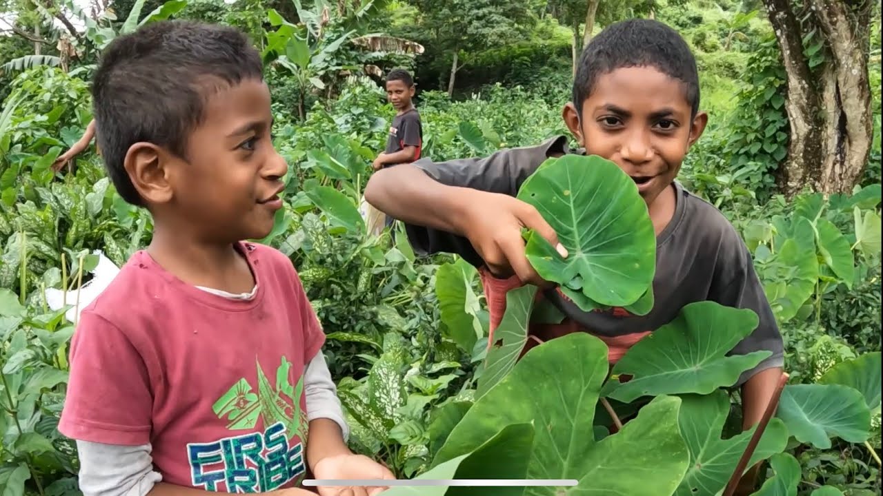 Picking “rourou” for dinner - FIJI VILLAGE LIFE