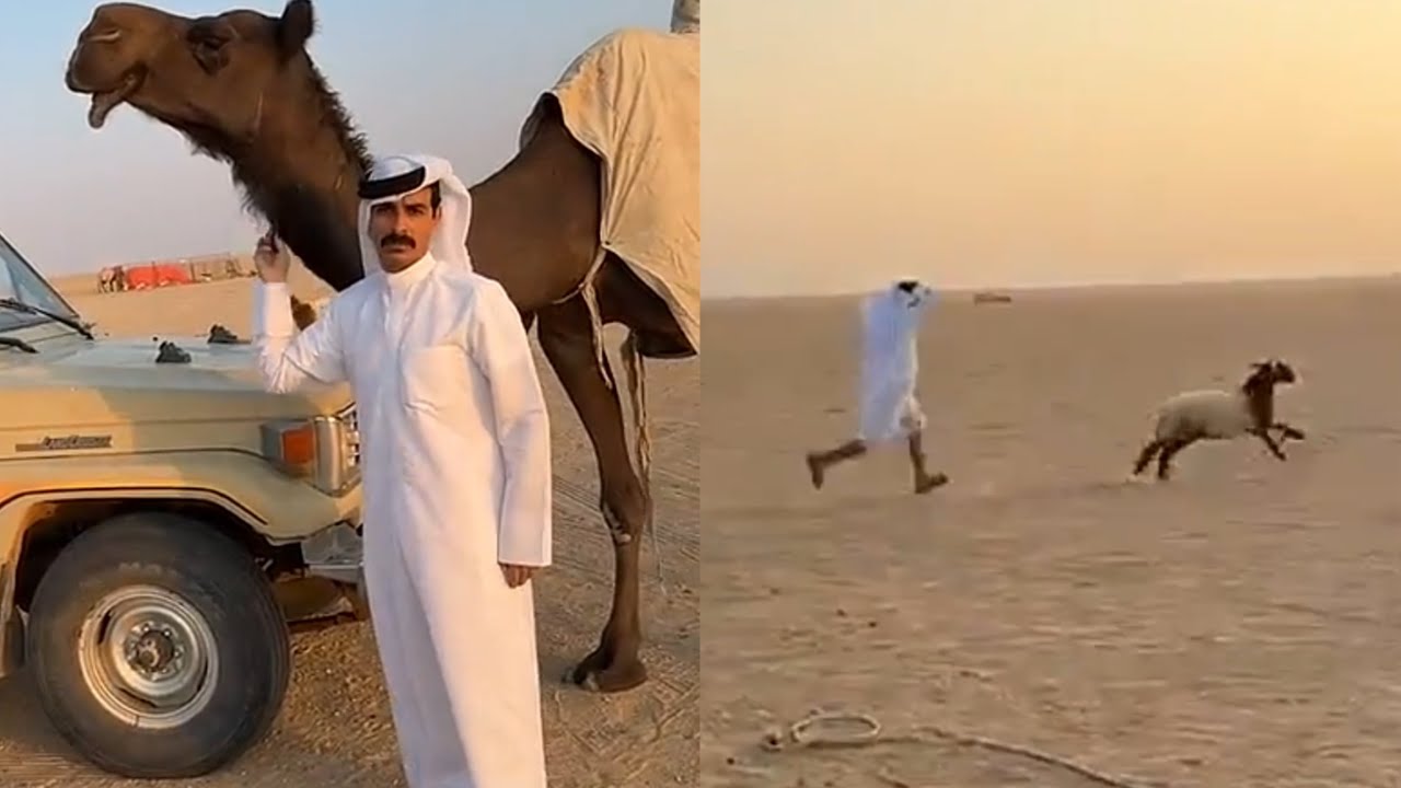 انحاشت الذبيحة من ابوفيصل بنص البر 😂😂 #فراج_قزيع_السهلي سنابات فراج قزيع السهلي