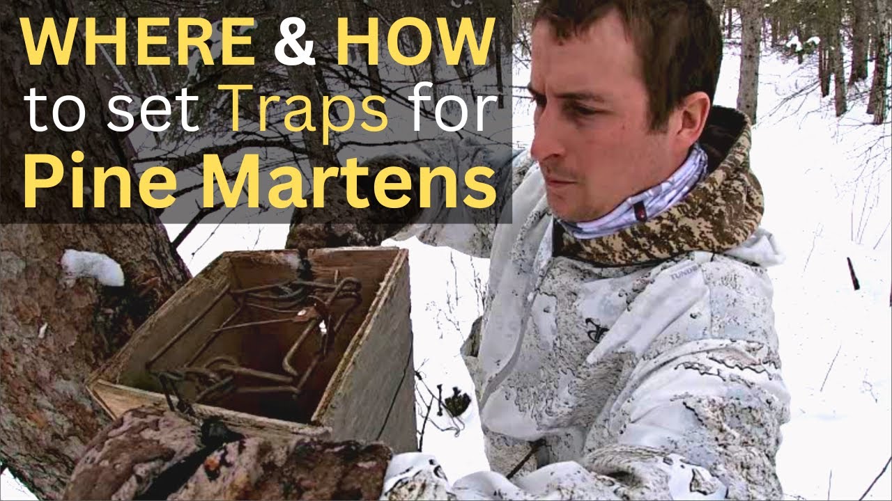 Marten Trapping - How To Trap Pine Marten (Manitoba Fur Trapping)