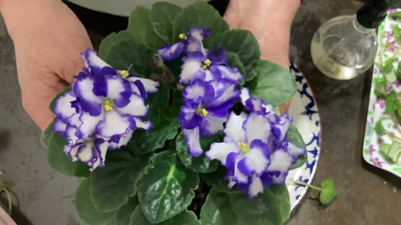 485.Menekşe Kurtarma Köklendirme Menekşe Saatimiz Başlamıştır.