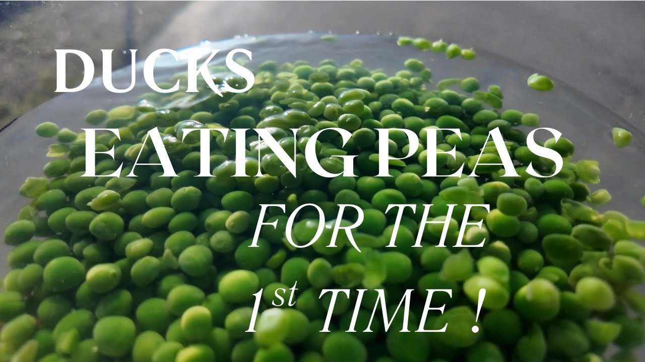 Let’s find out if ducks like peas