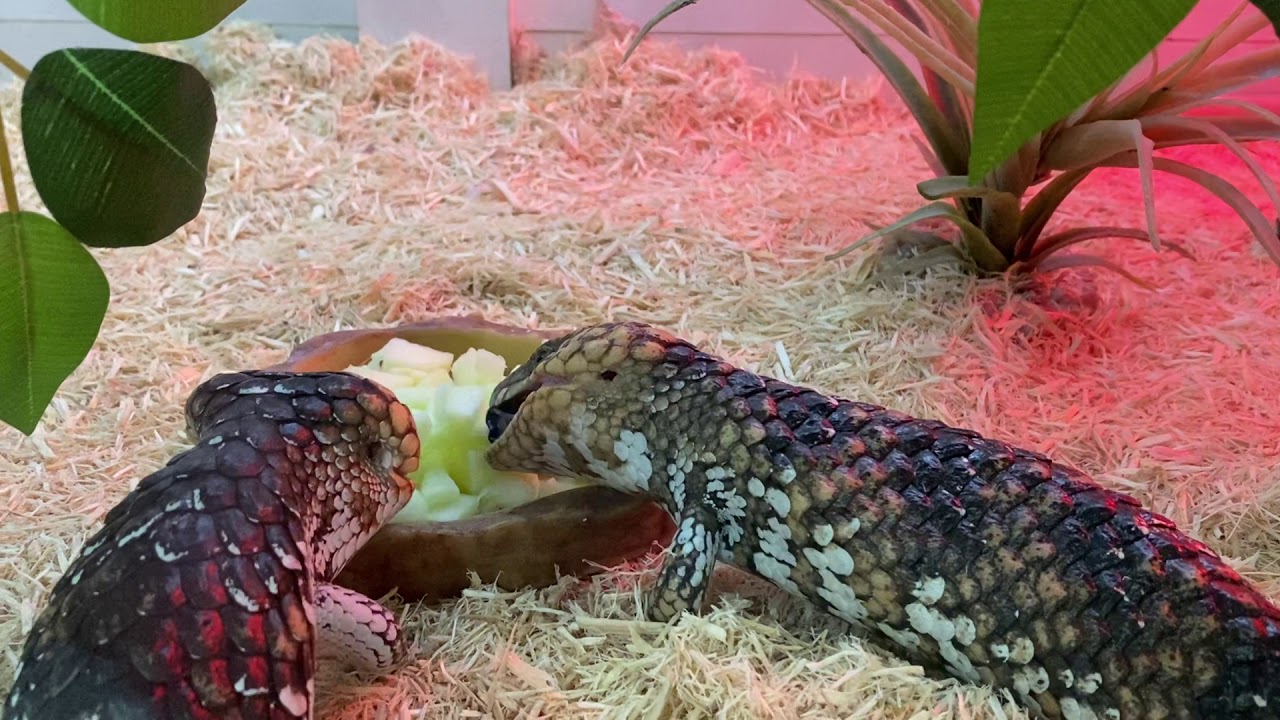 Bobtail Lizards