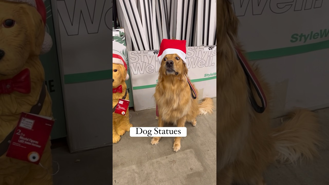 Silly things my dog is scared of!