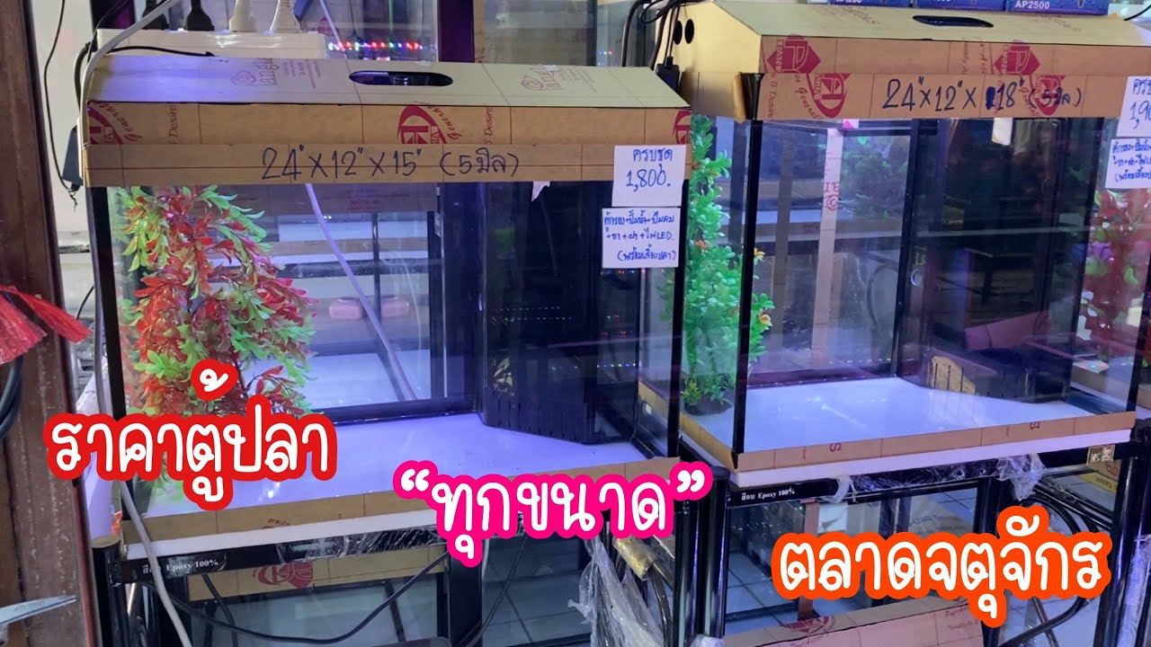 Zing’s Day I ราคาตู้ปลาทุกขนาดตลาดนัดจตุจักร