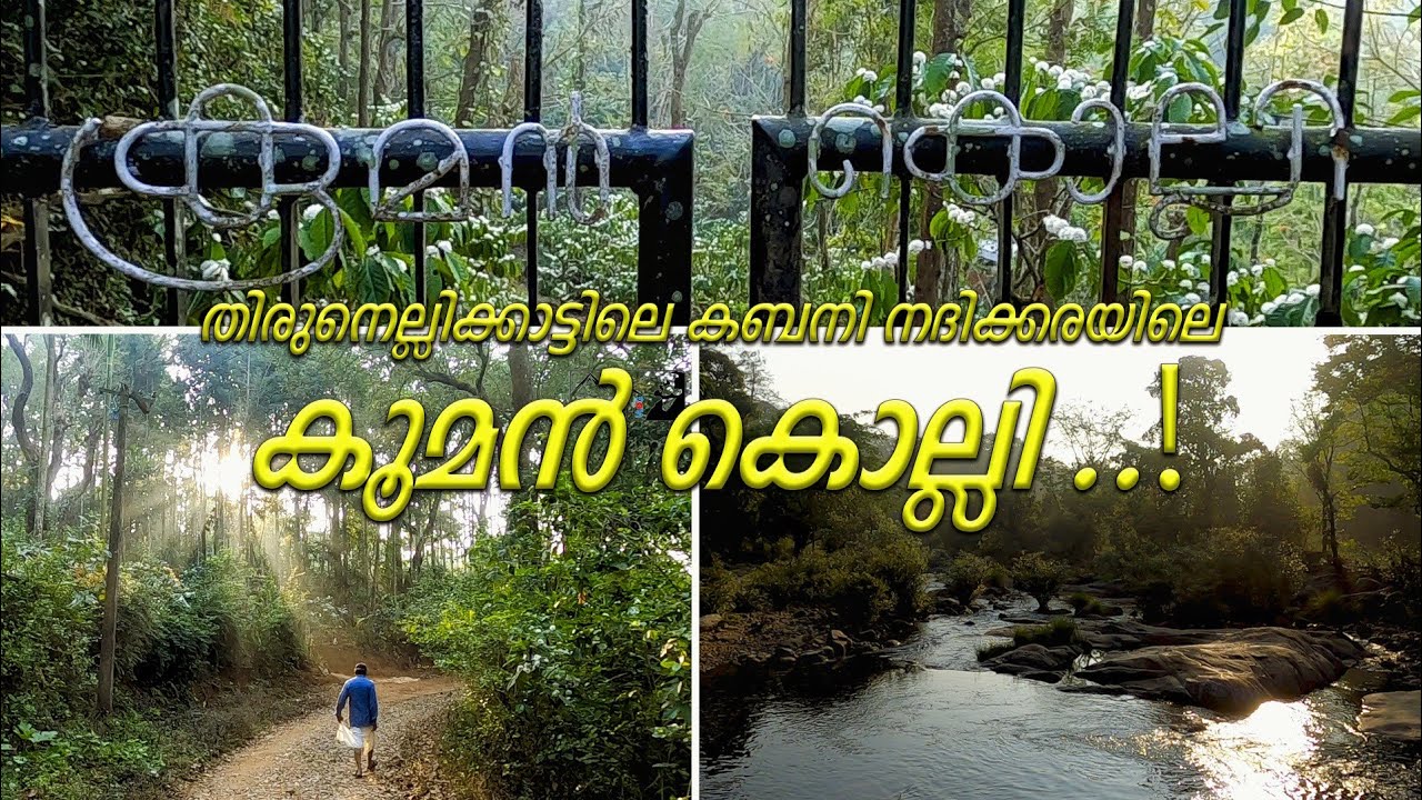 EP#8 തിരുനെല്ലിയിലെ കൂമൻ കൊല്ലി കണ്ടിട്ടുണ്ടോ | Thirunelli Wayanad | Wayanad tourism