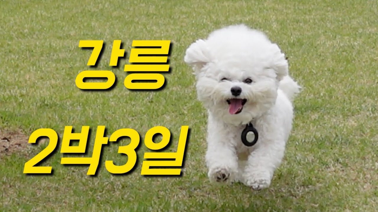강아지 동반 강릉 여행만 6번째🚗강릉 애견동반 숙소, 맛집 추천 코스