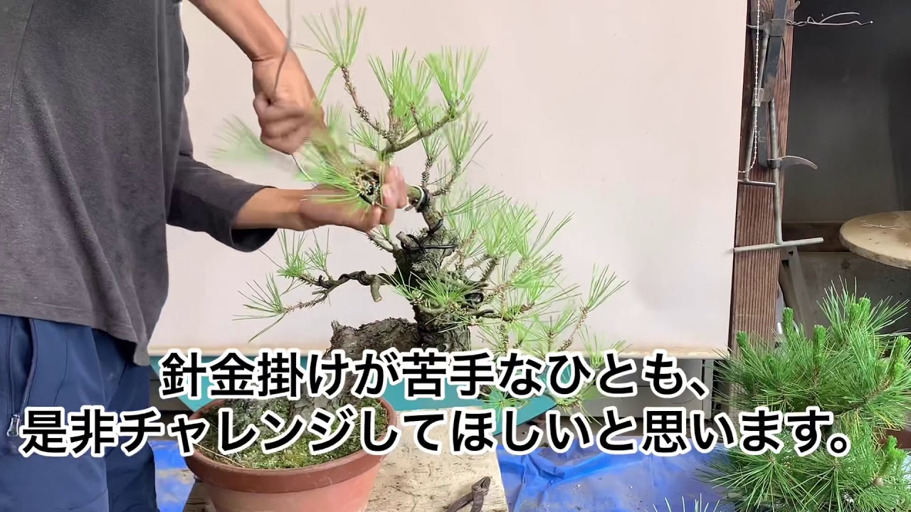 盆栽　黒松　枝の剪定と芽切り、針金掛け