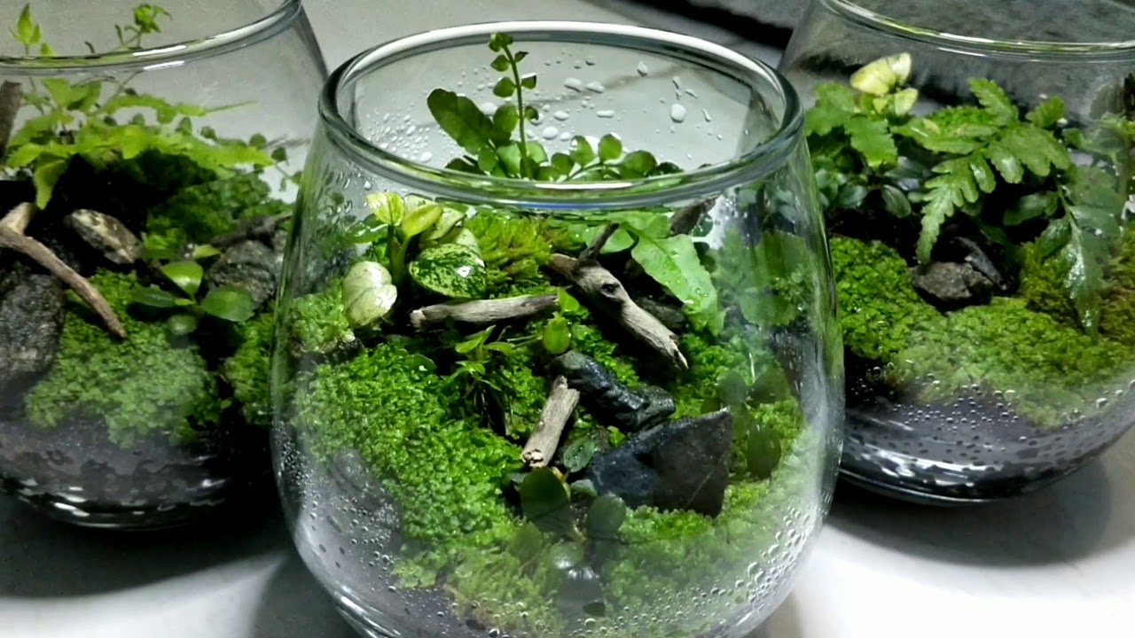 Membuat Mini Terrarium Sangat Mudah dan Simpel | So Easy And Simple Make Mini Terrarium