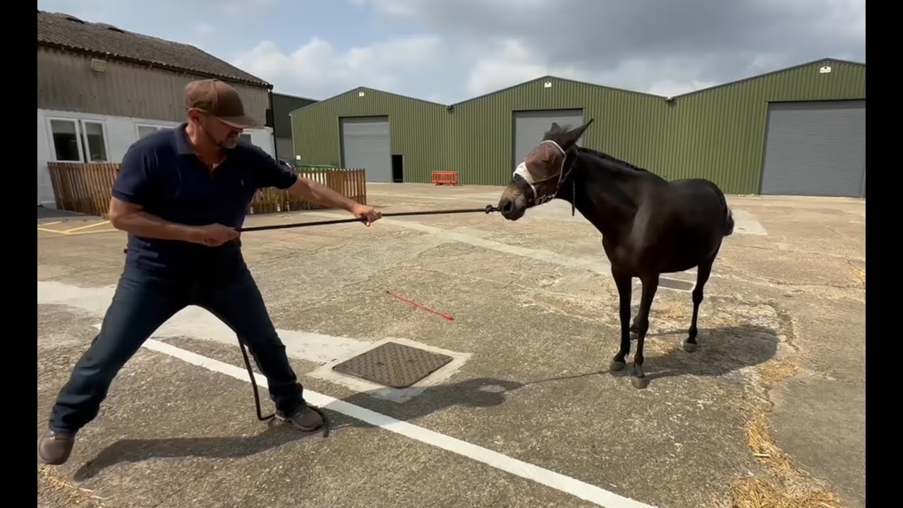 Most Stubborn Mule ever!! Can I Help??
