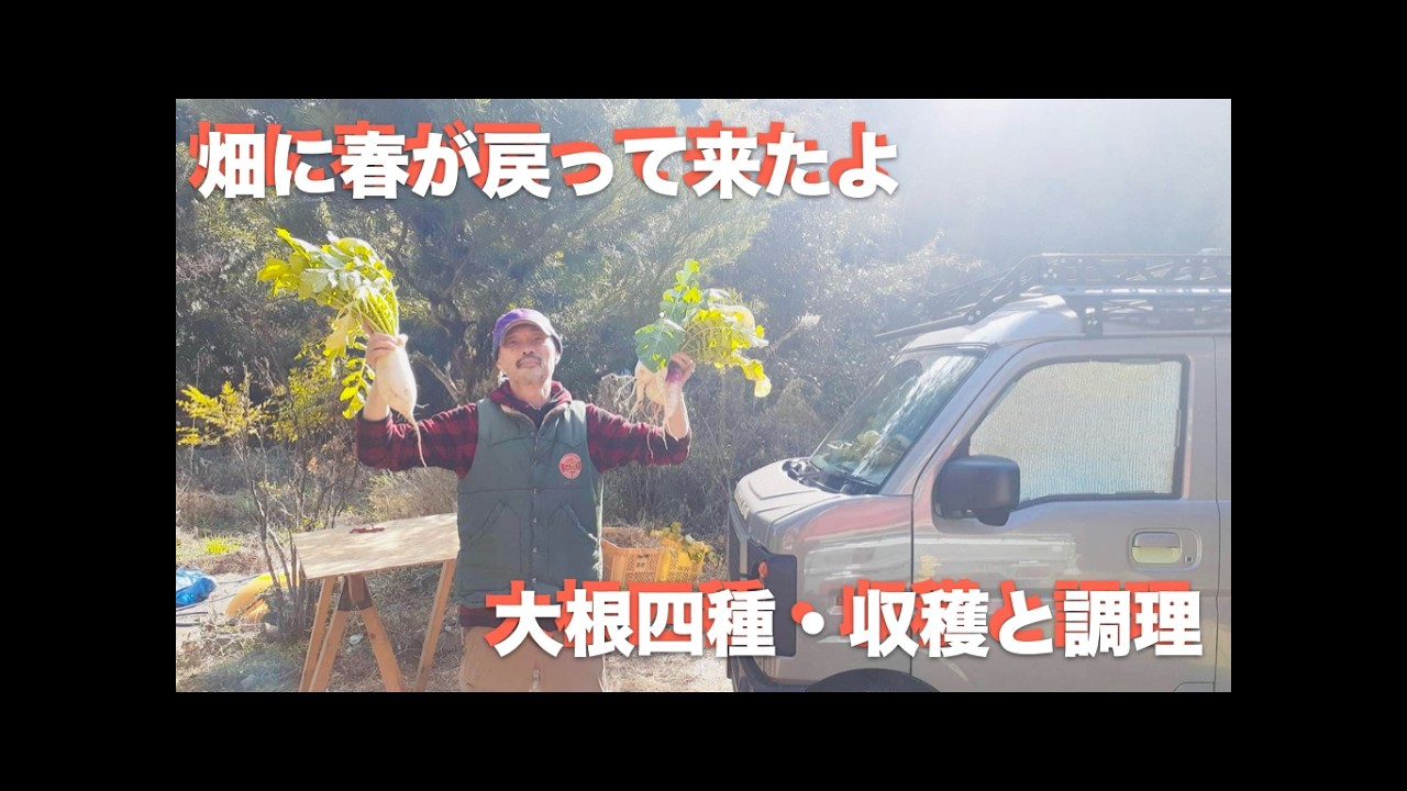 #760｜春が戻って来たよ｜大根収穫と調理｜自然農｜共生農法｜自給自足｜無農薬｜無肥料
