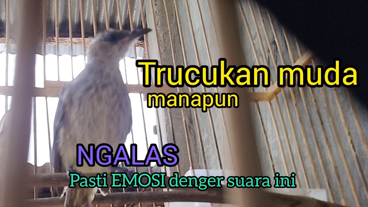 Suara Panggilan trucukan muda NGALAS ini cepat untuk Pancingan trucukan agar bunyi Emosi