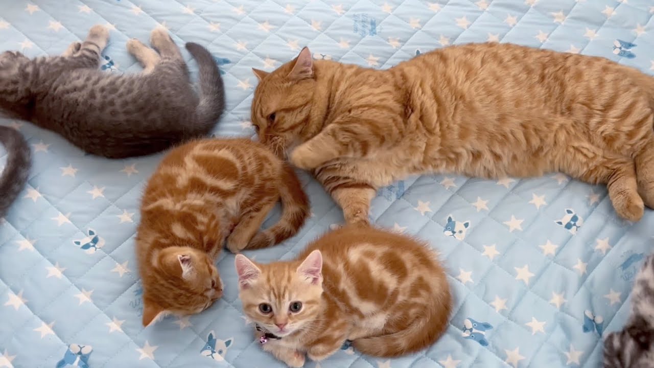 子猫たちに囲まれてお昼寝する茶々パパ💓