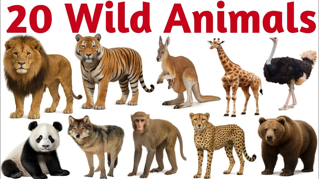 जंगली जानवरों के नाम | 20 Wild Animals for Kids | Learn Animal Names in English with Sounds & Fun 