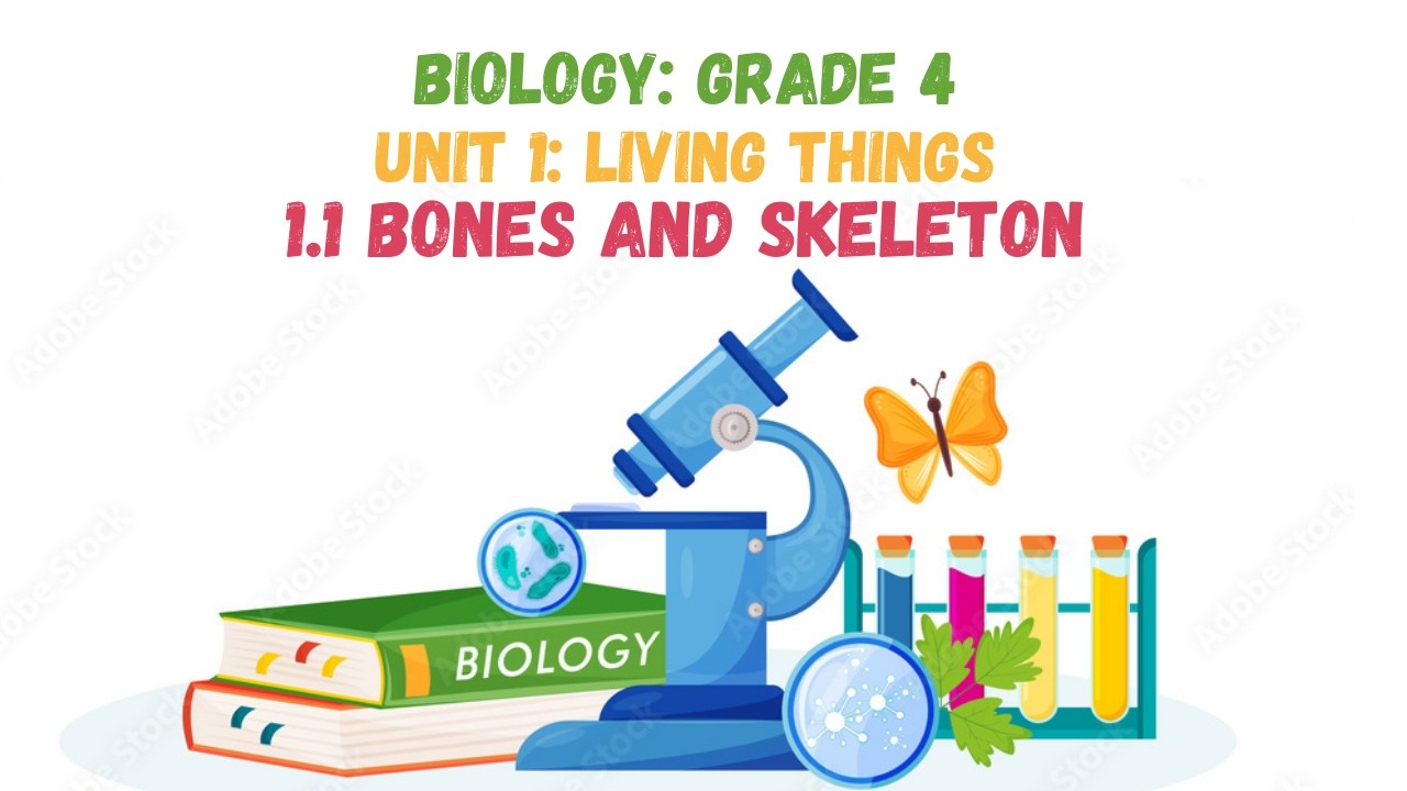 1.1 BONES AND SKELETON